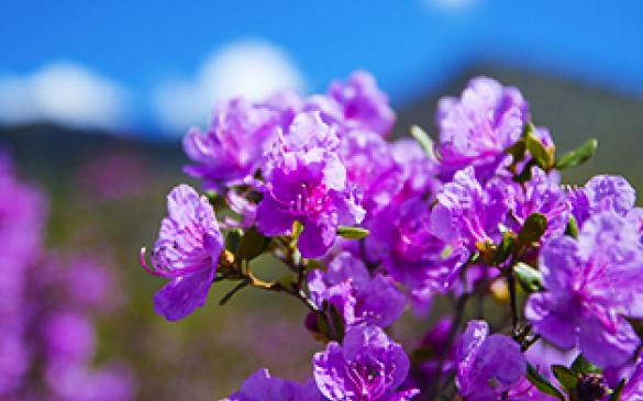 Цветение маральника на Алтае на майские праздники