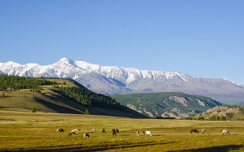 Курайская степь