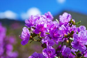 Цветение маральника на Алтае на майские праздники